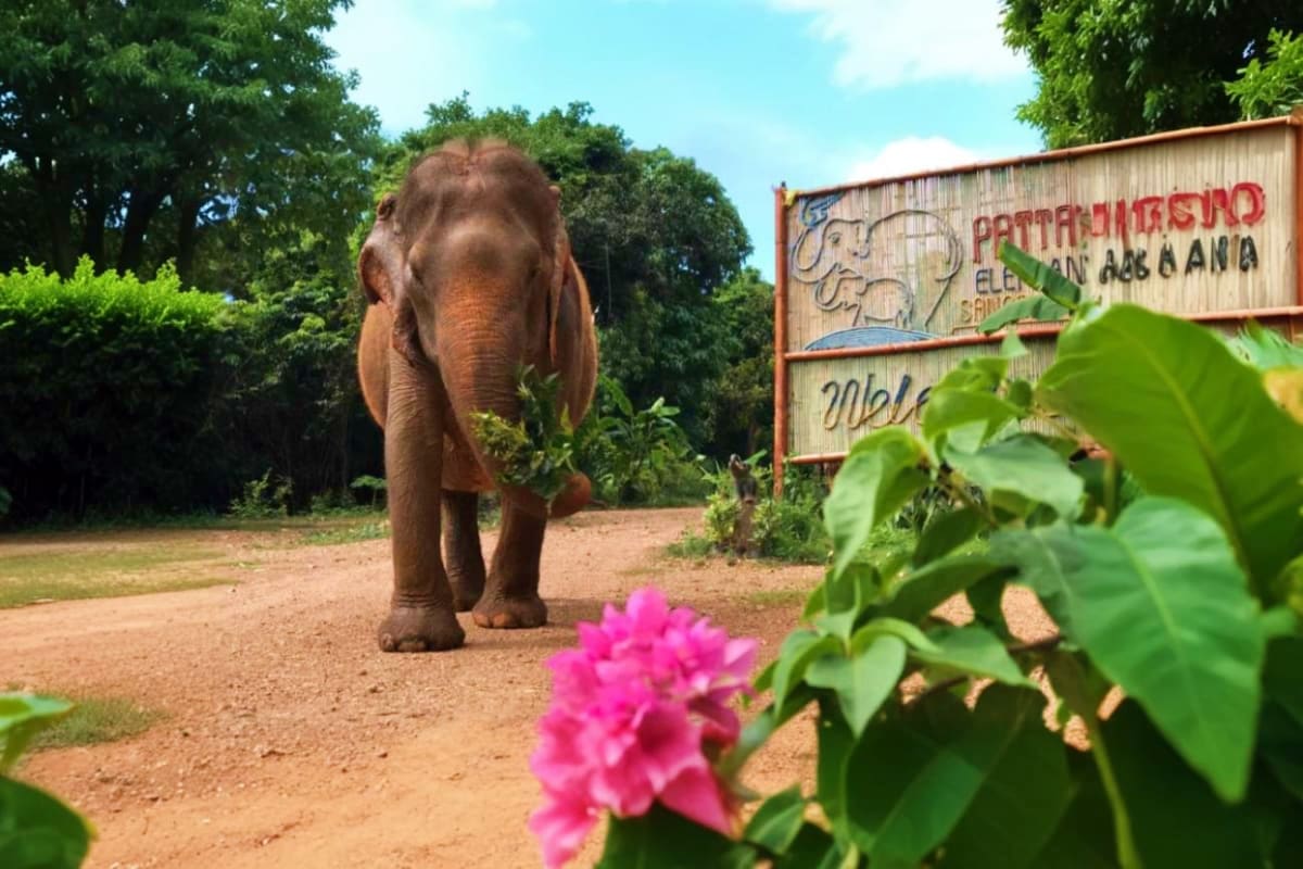 Pattaya Elephant Sanctuary Pattaya Elephant Sanctuary