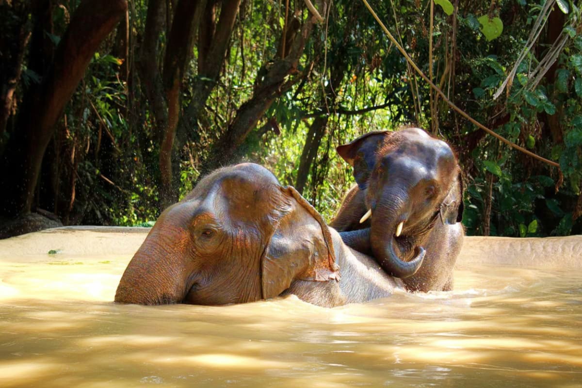Pattaya Elephant Sanctuary Pattaya Elephant Sanctuary