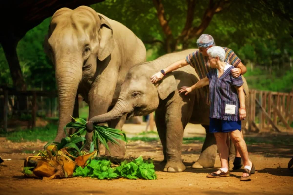 Pattaya Elephant Sanctuary Pattaya Elephant Sanctuary