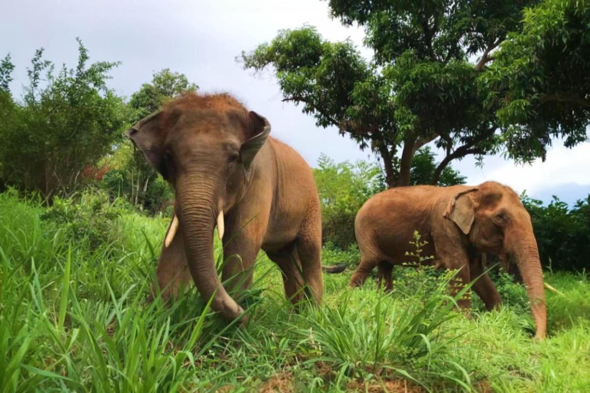 Pattaya Elephant Sanctuary