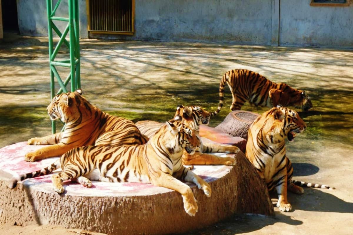 Sriracha Tiger Topio Zoo