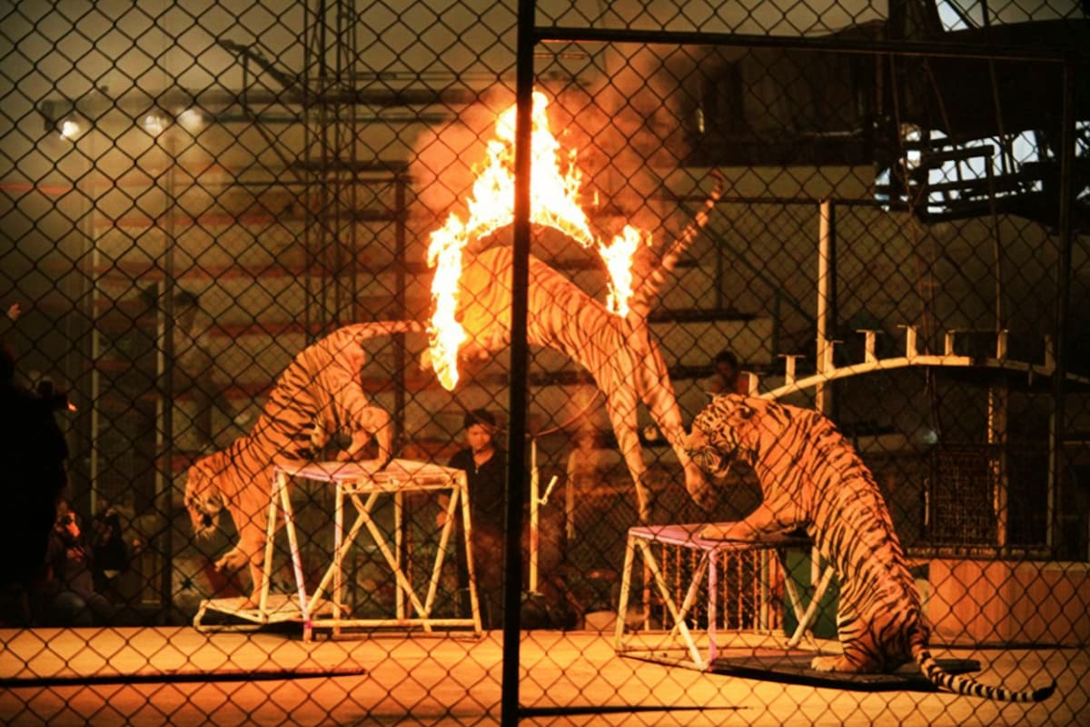 Sriacha Tiger Topio Zoo Sriracha Tiger Topio Zoo