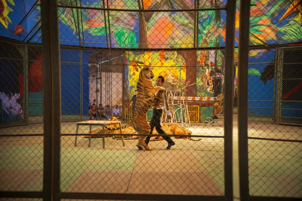 Sriracha Tiger Topio Zoo