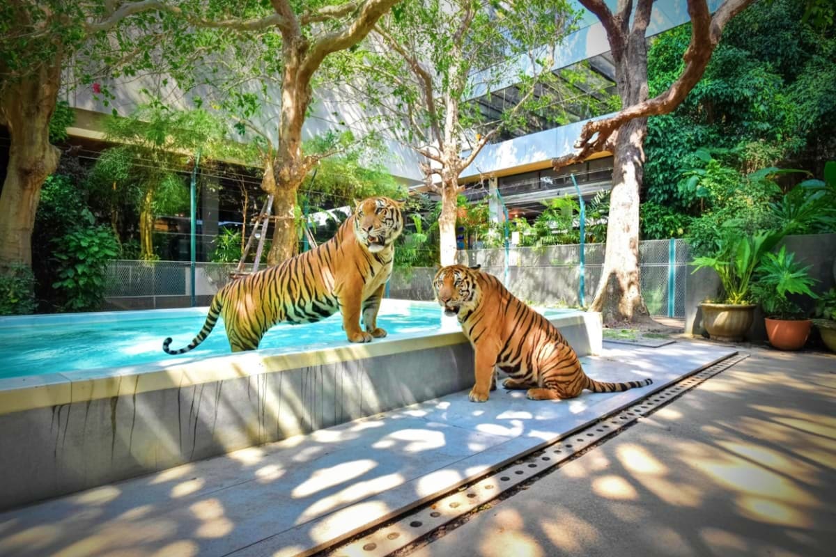 Tiger Park