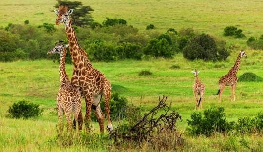 Masai Mara - Lake Naivasha /Elementaita