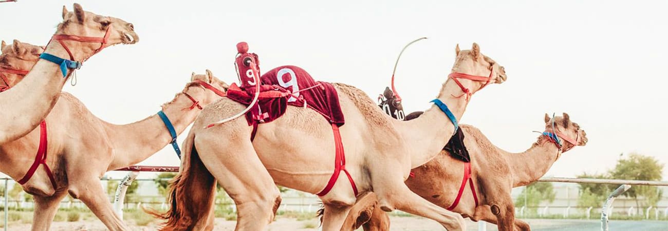 Guided Trip to Camel Farm camelbanner