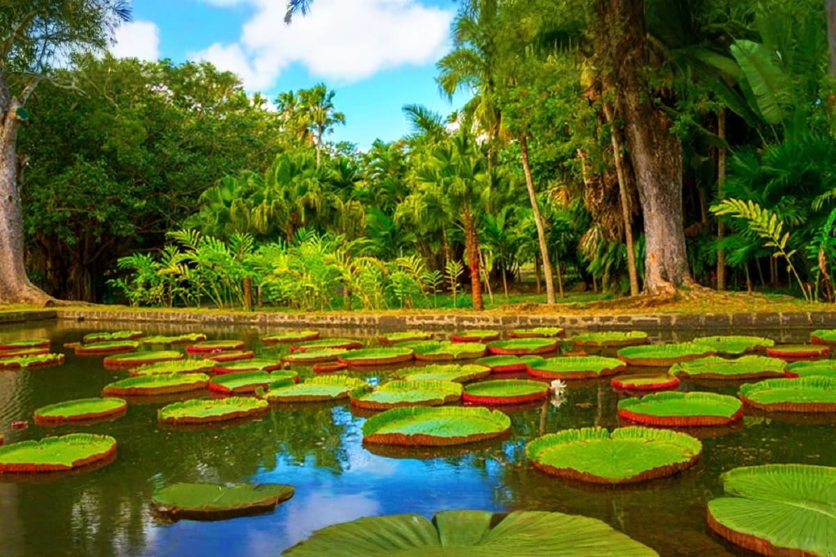 pamplemousses botanical garden