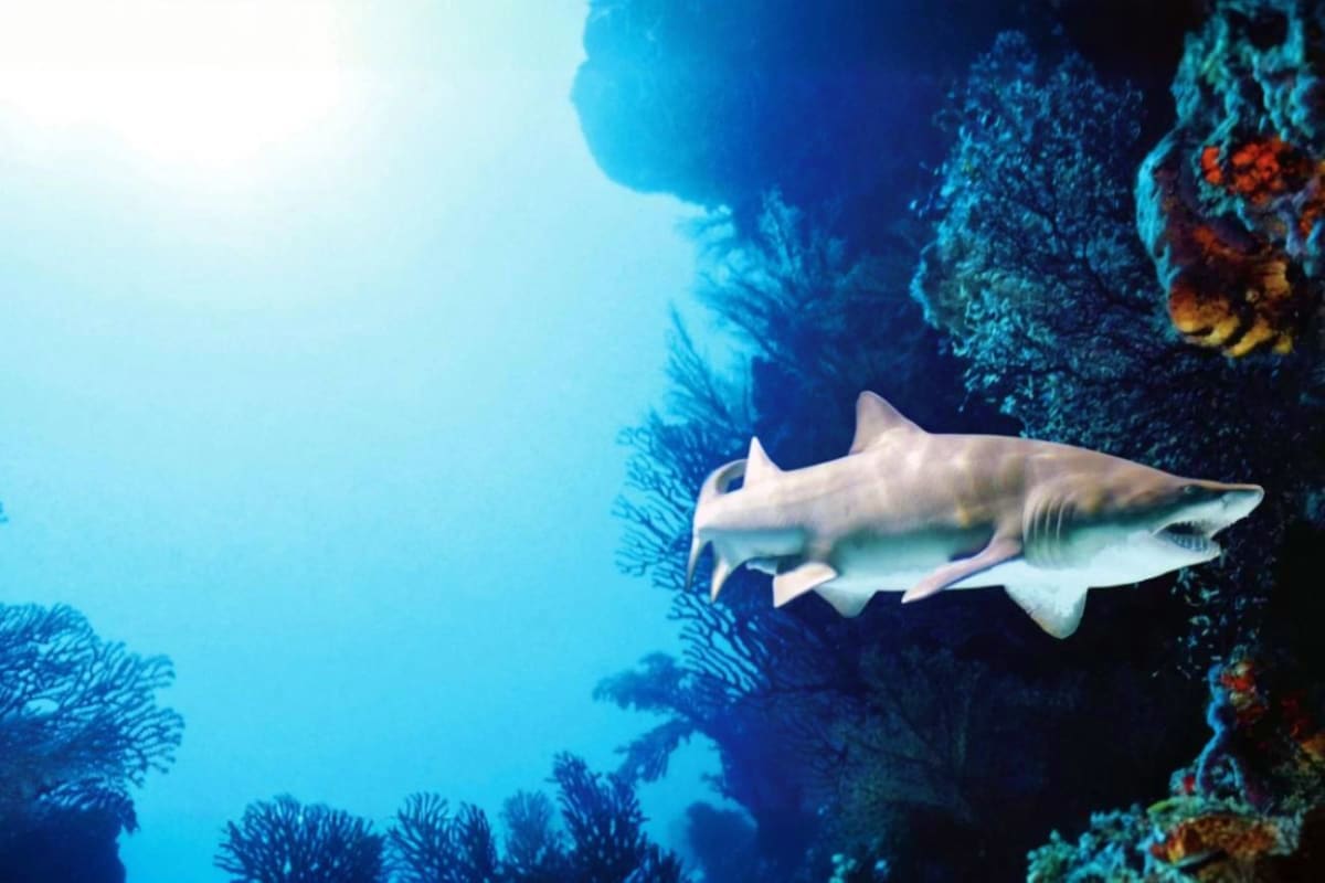 Aquaria KLCC Ticket (Weekends Only