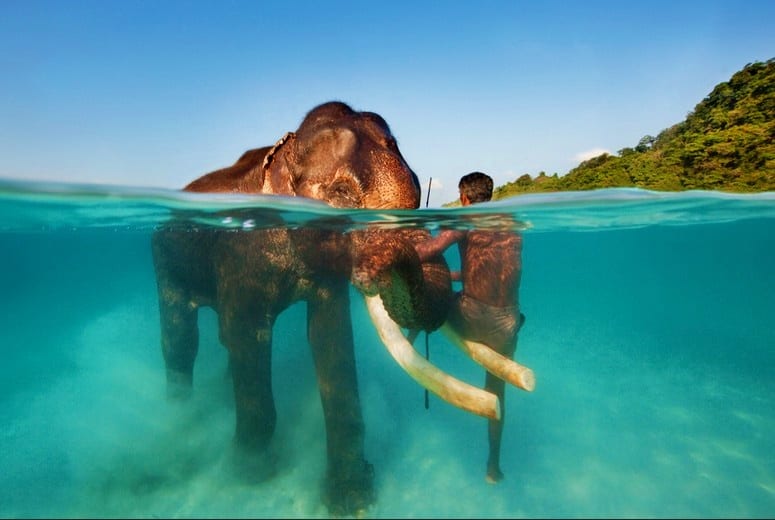 Visit Elephant Beach