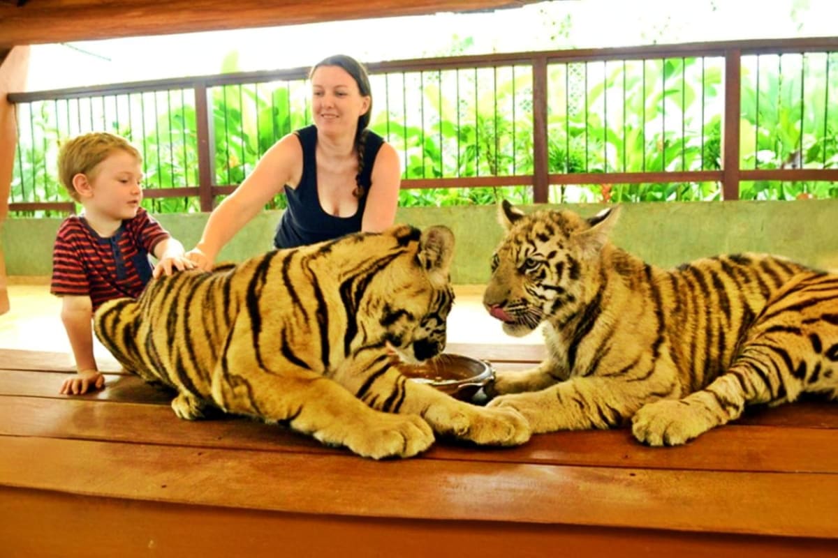 Phuket Tiger Kingdom Phuket Tiger Kingdom