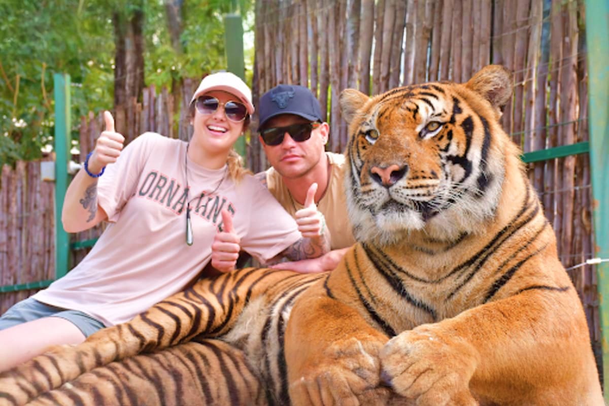 Phuket Tiger Kingdom Phuket Tiger Kingdom