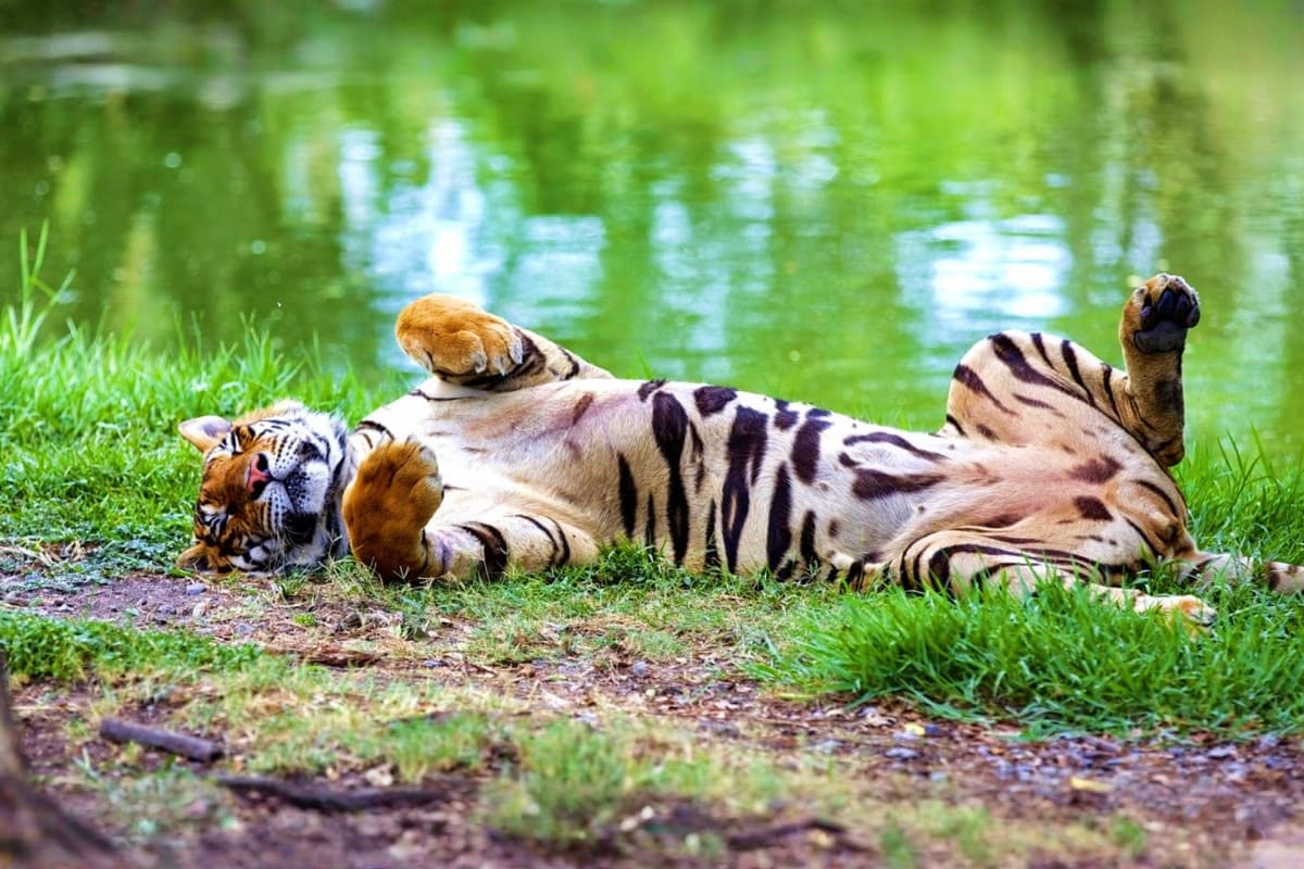 Thailand Trails for Family Safari World