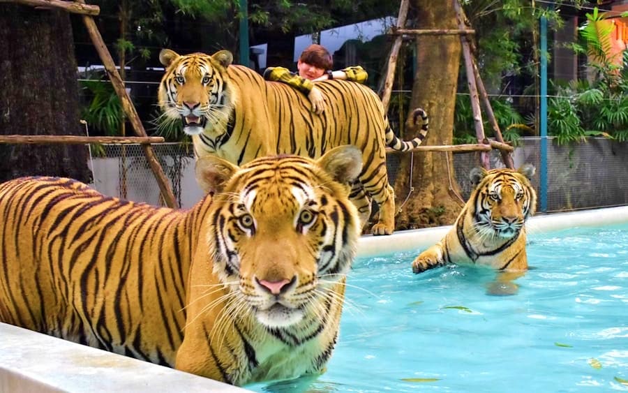 Phuket City Tour with Old Town | Tiger Kingdom