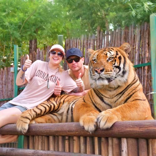 Phuket Tiger Kingdom