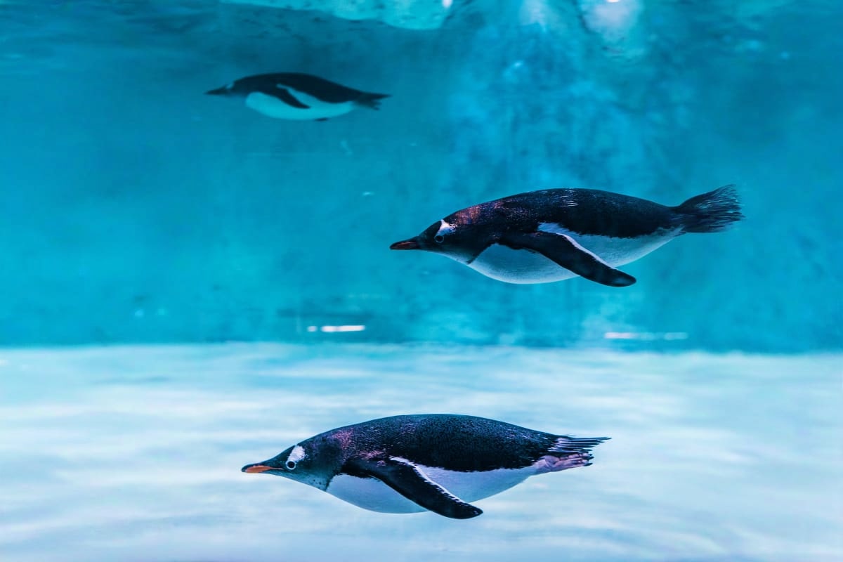 Dubai Aquarium and Underwater Zoo