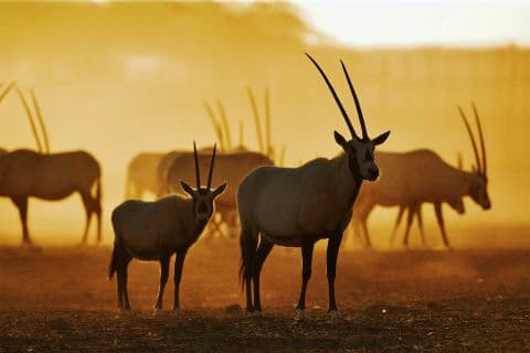 Sir Bani Yas Sir Bani Yas