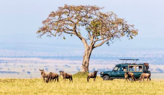 Full day of game-viewing!