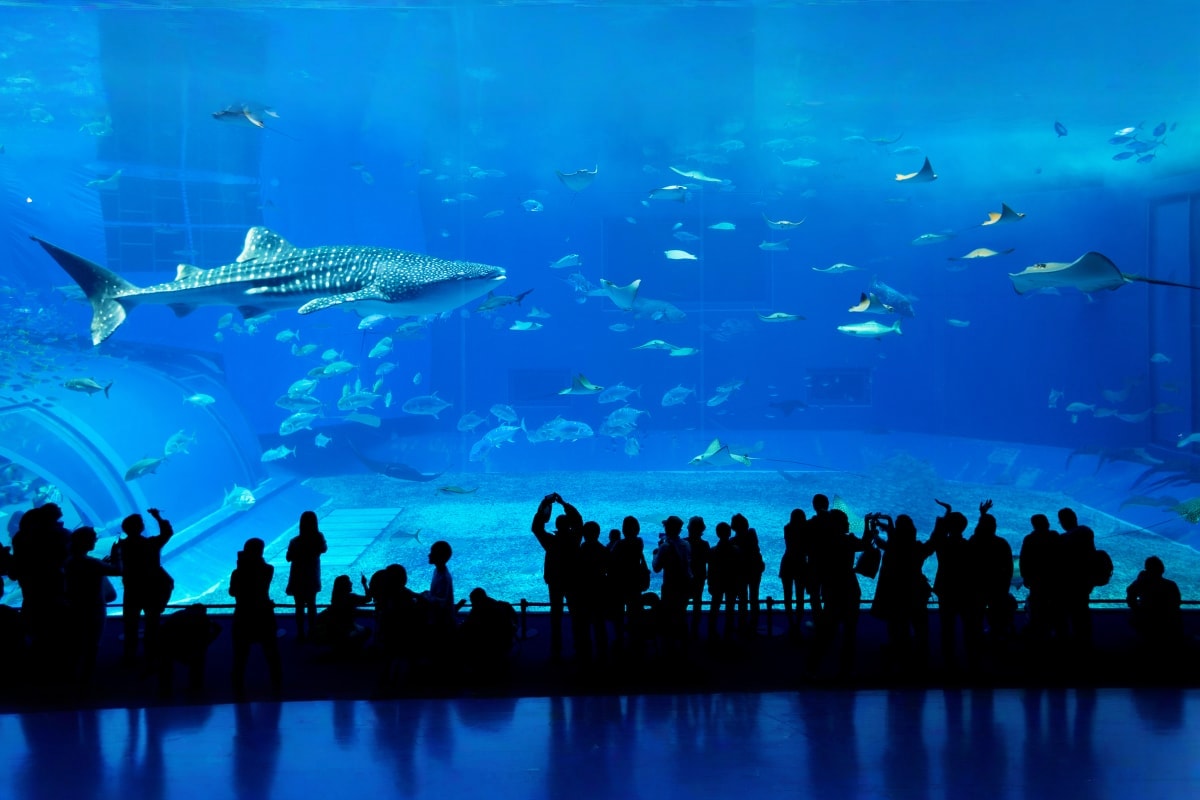 Dubai Eid Premium Experience aquarium
