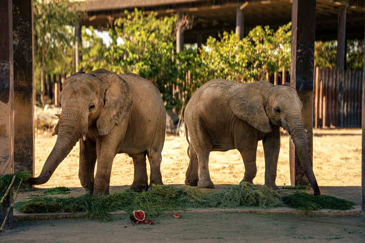 Dubai Safari Park img3