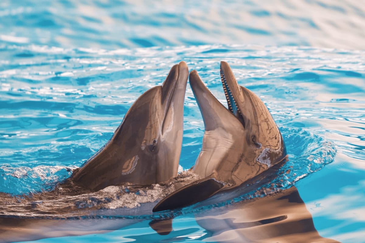 Pattaya Dolphinarium