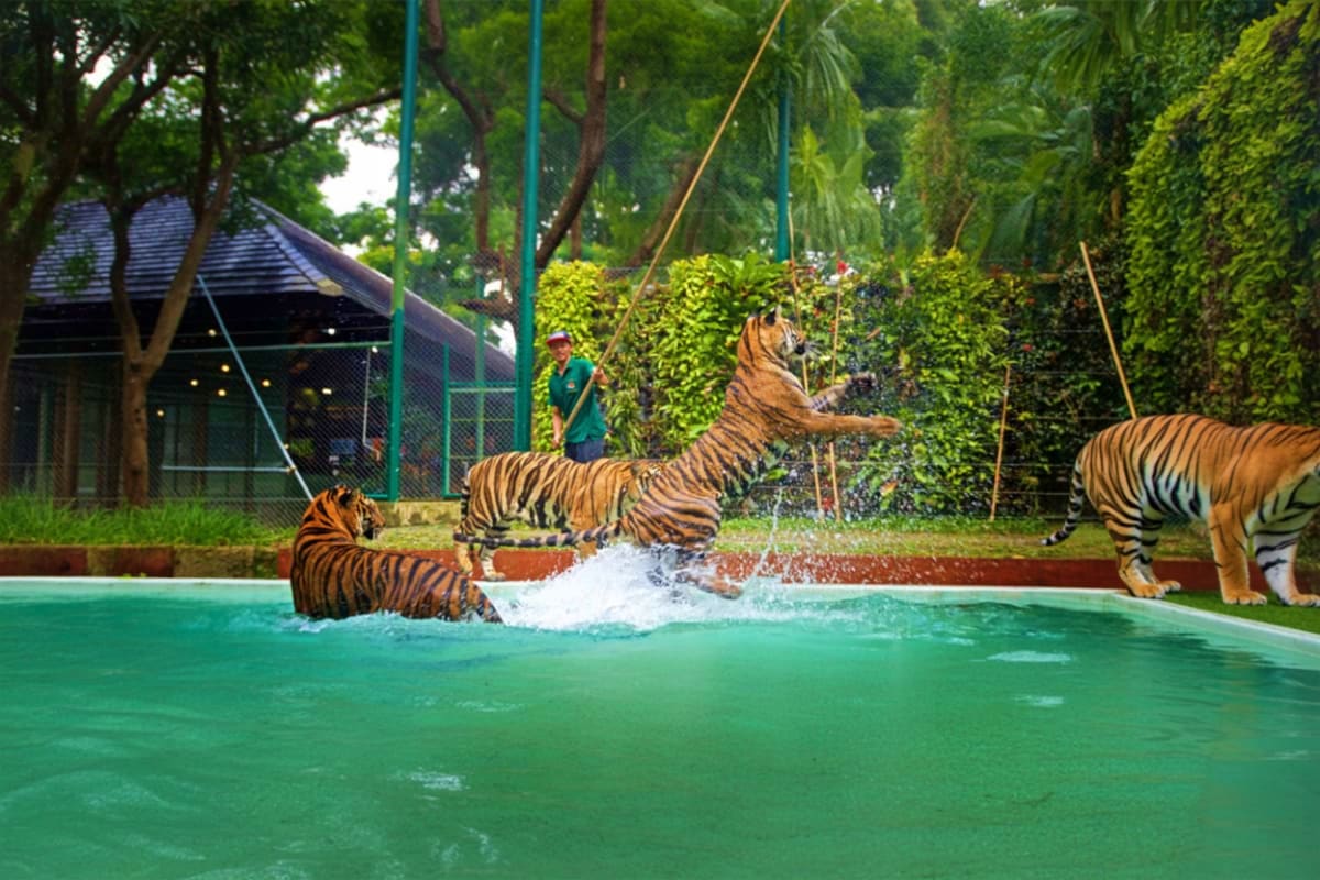 Phuket Tiger Kingdom