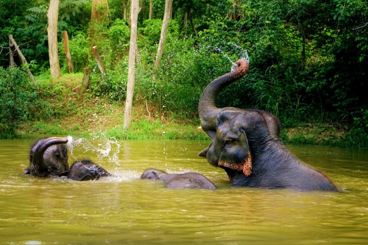 Elephant Wildlife Sanctuary Phuket