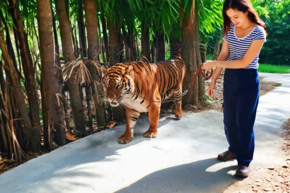 Sriracha Tiger Topio Zoo Pattaya Sriacha Tiger Topio Zoo Pattaya