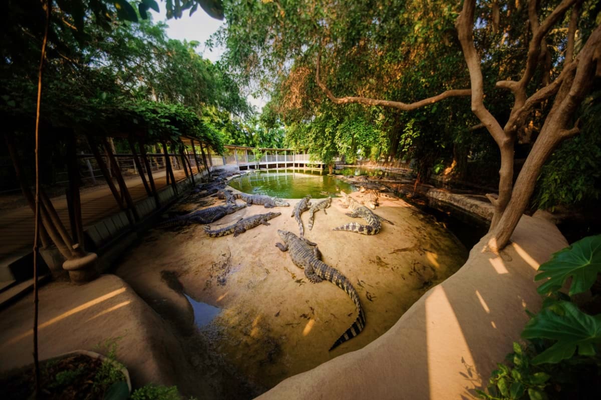 The Million Years Stone Park And Pattaya Crocodile Farm Pattaya