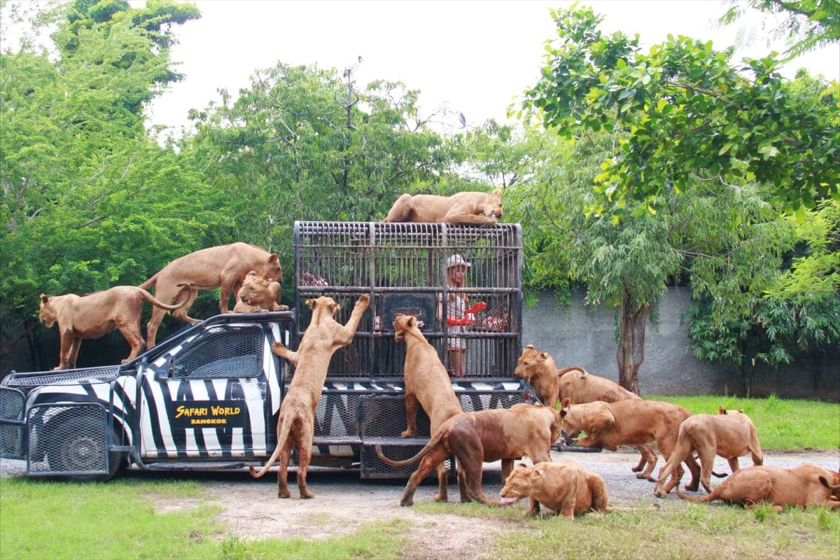 Safari World Bangkok Safari World Bangkok
