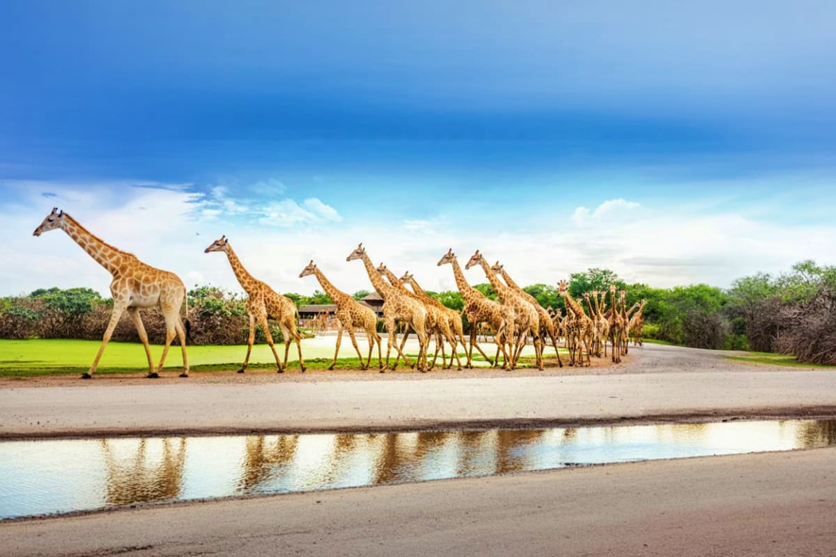 Safari World Bangkok Safari World Bangkok