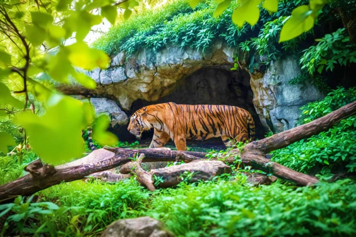 Safari World Bangkok Safari World Bangkok