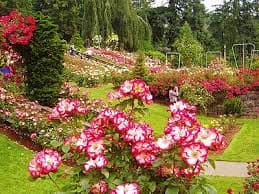 Munnar Local Sightseen