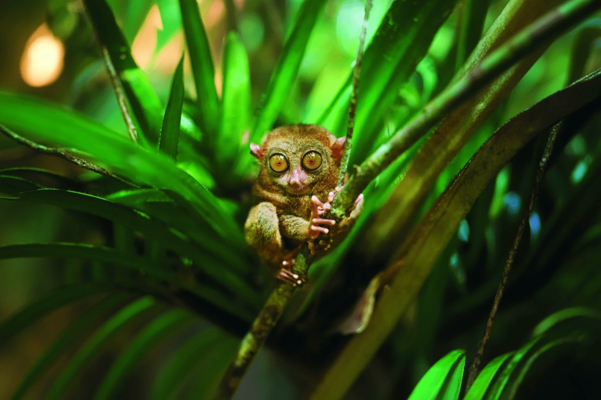 Cebu and Bohol Highlights Tour with Twin City Tour Chocolate Hills and Loboc River Cruise