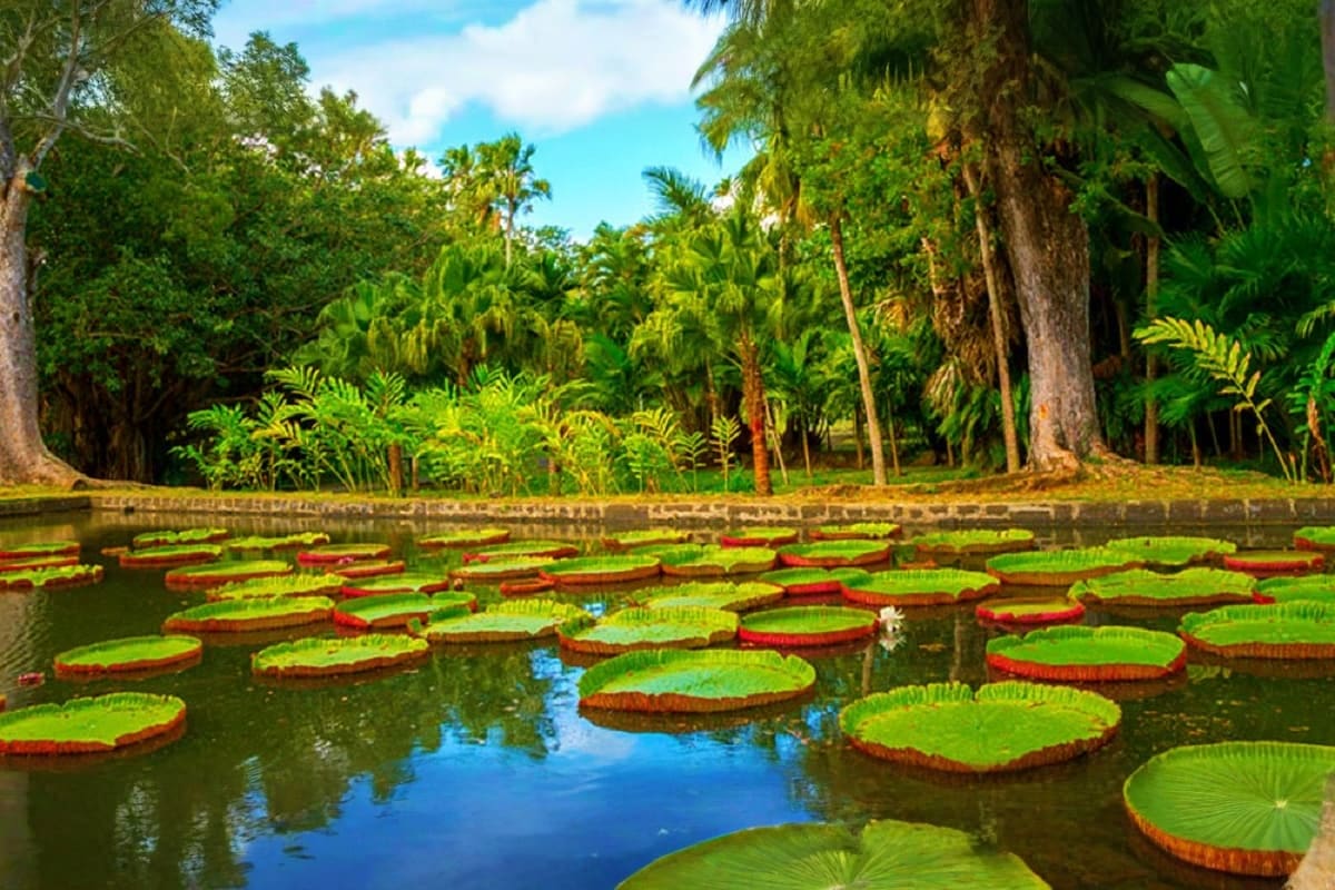 pamplemousses botanical garden