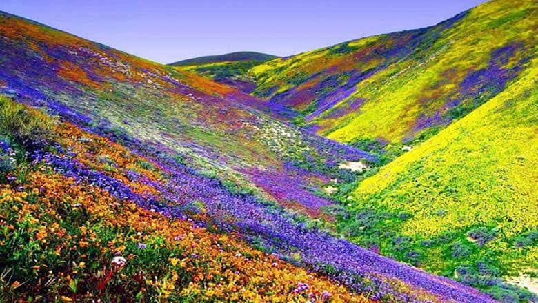 Excursion to Yumthang Valley