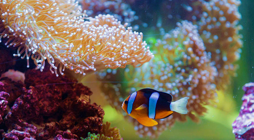 The National Aquarium Abu Dhabi coral_RO