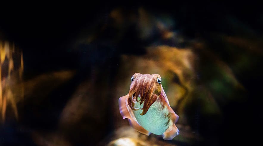The National Aquarium Abu Dhabi Cuttle_fish