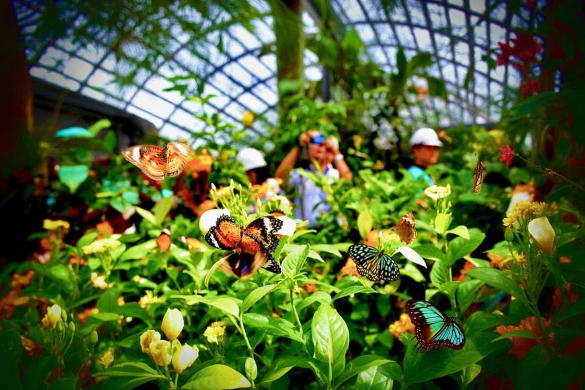 Entopia by Penang Butterfly Farm Ticket
