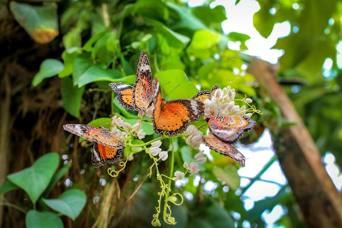 Entopia by Penang Butterfly Farm Ticket