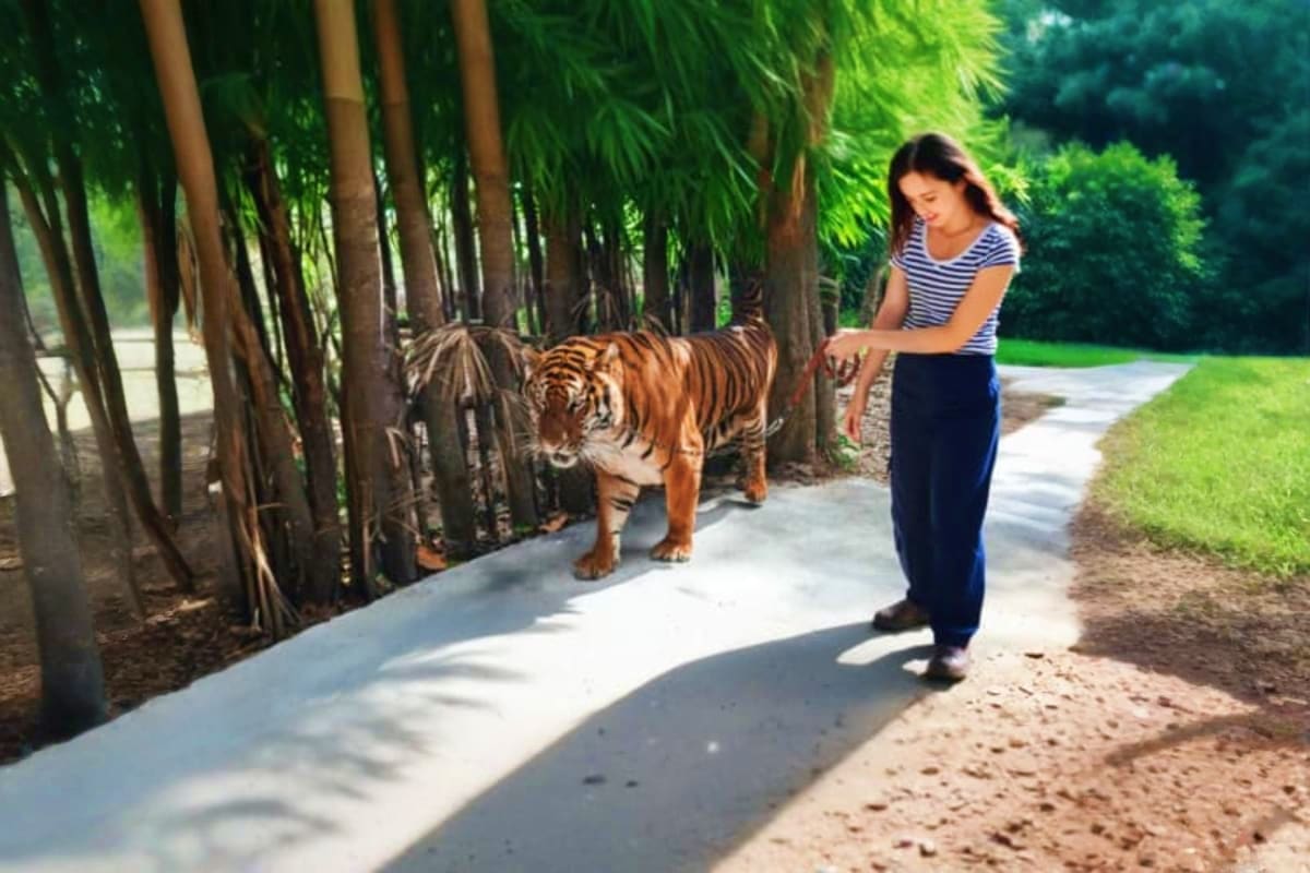 Sriracha Tiger topia Zoo Sriracha Tiger topia Zoo