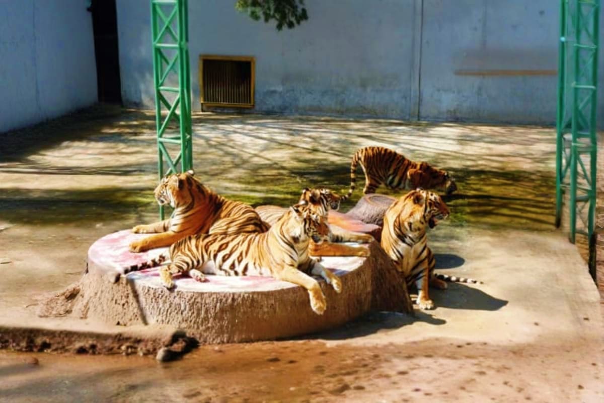 Sriracha Tiger topia Zoo Sriracha Tiger topia Zoo