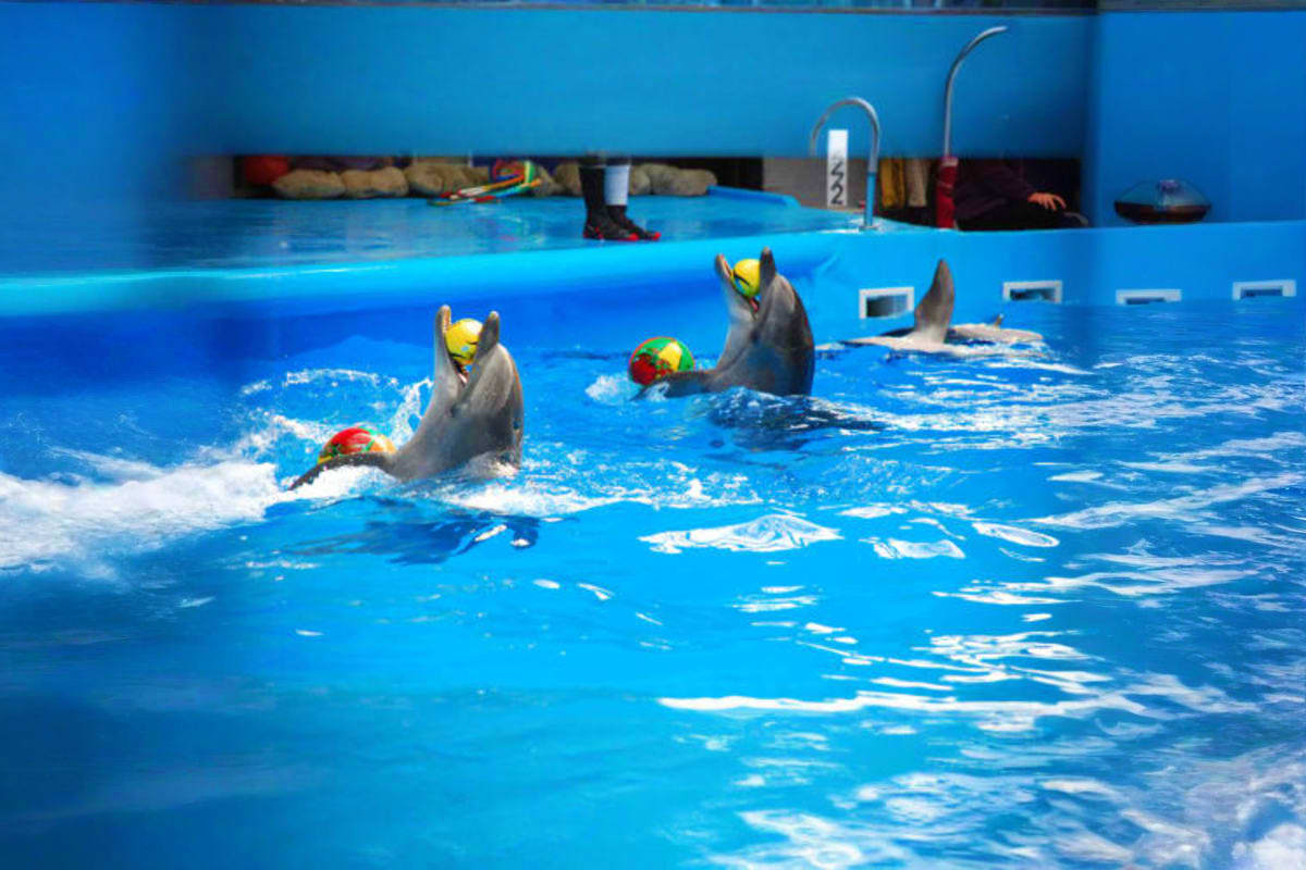Dolphin Bay