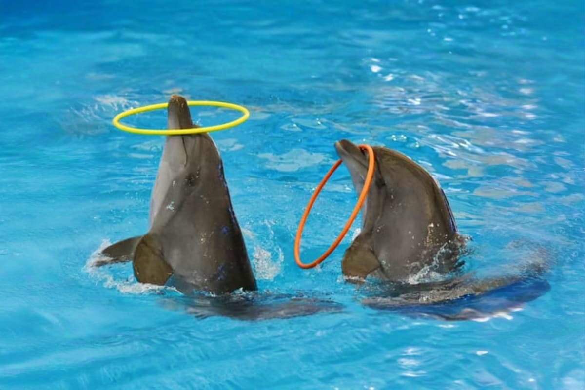Dolphin Bay