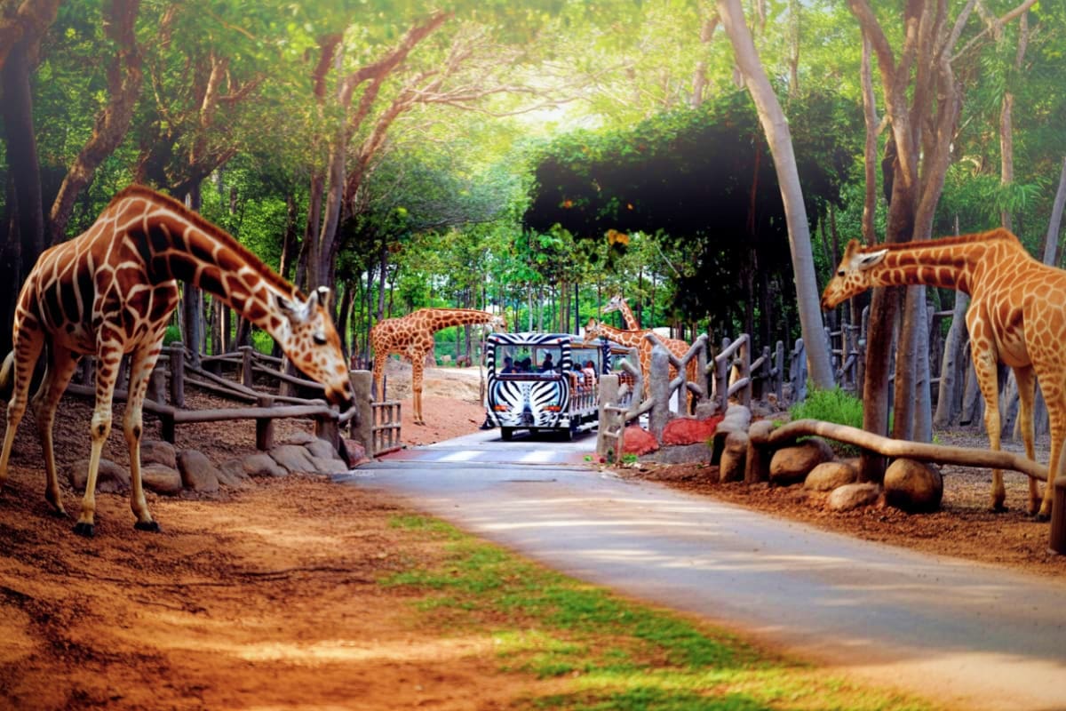 Chiang Mai Night Safari