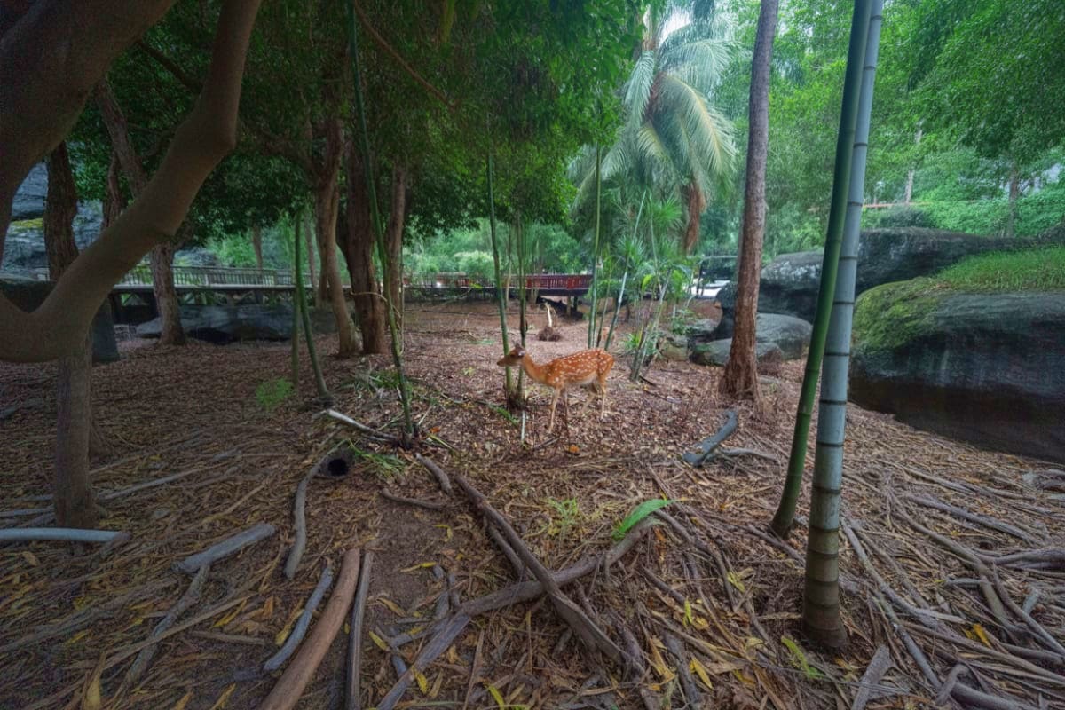 Chiang Mai Night Safari