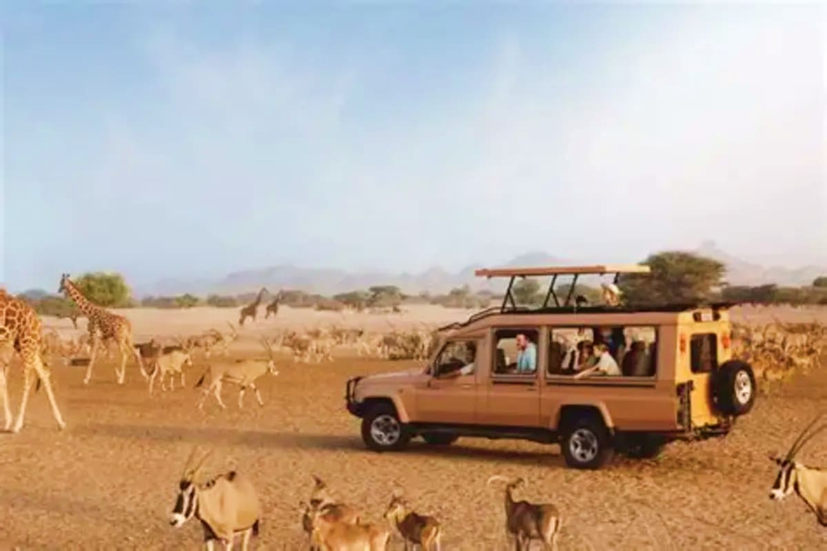 Safari