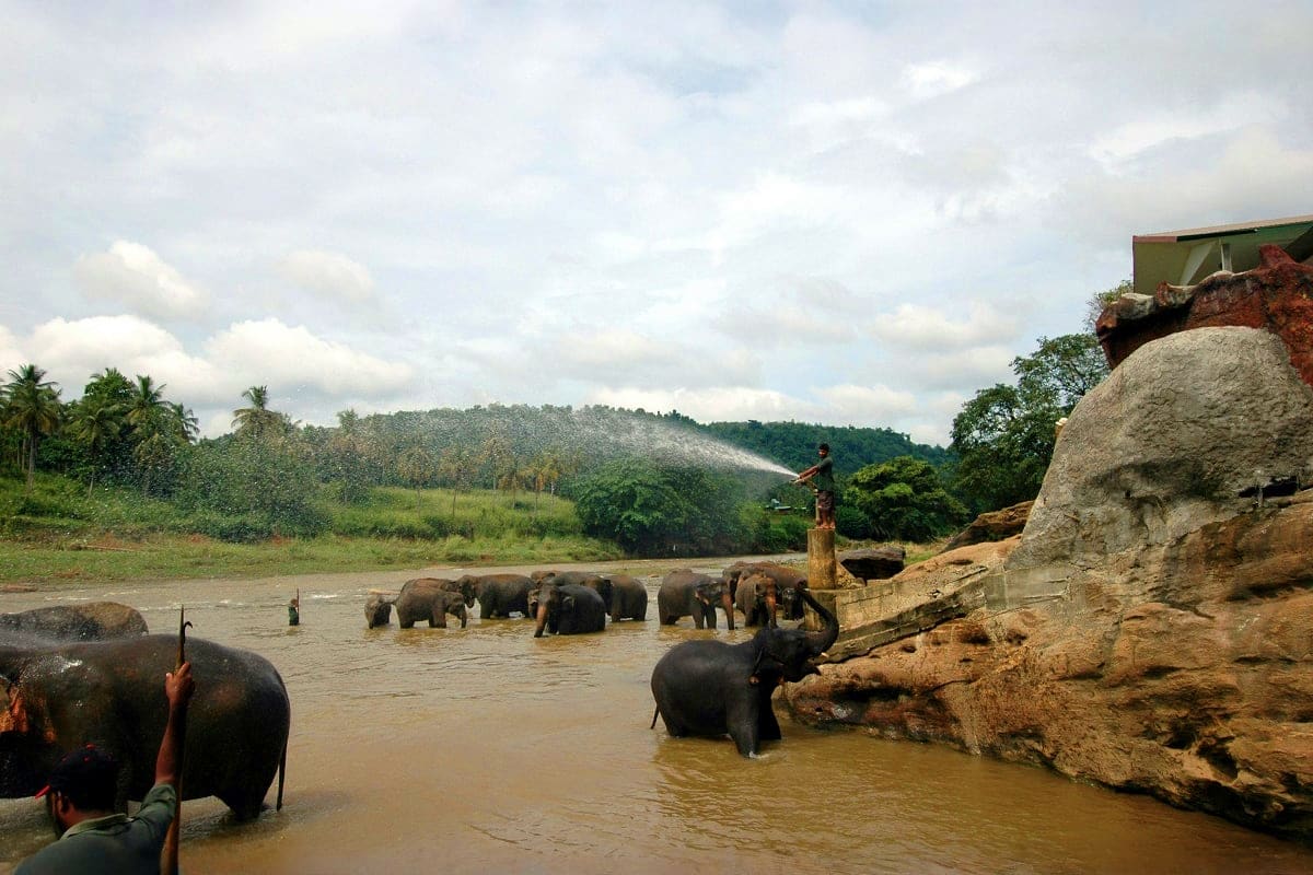 Elephants Bathing in River at Pinnawala