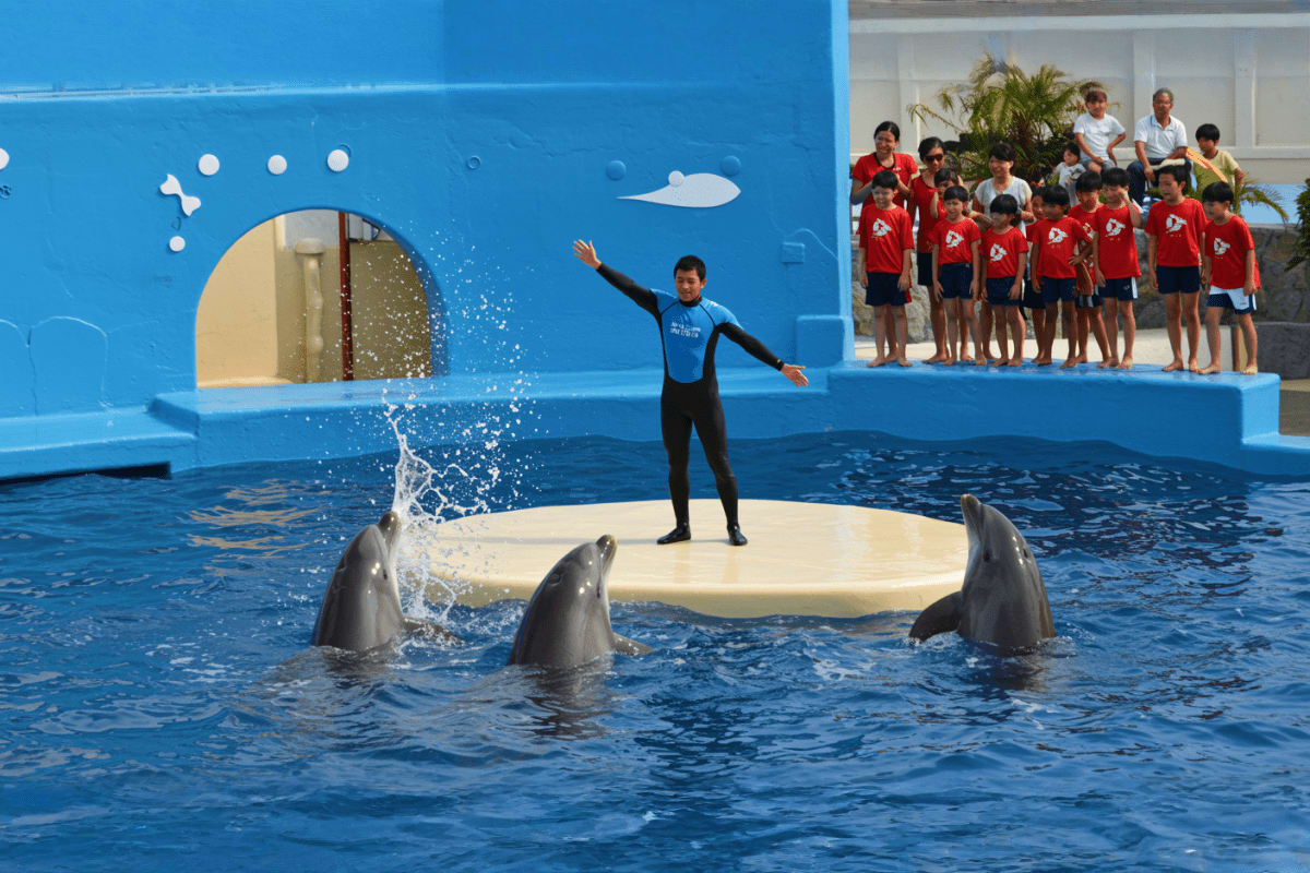 Dolphin show