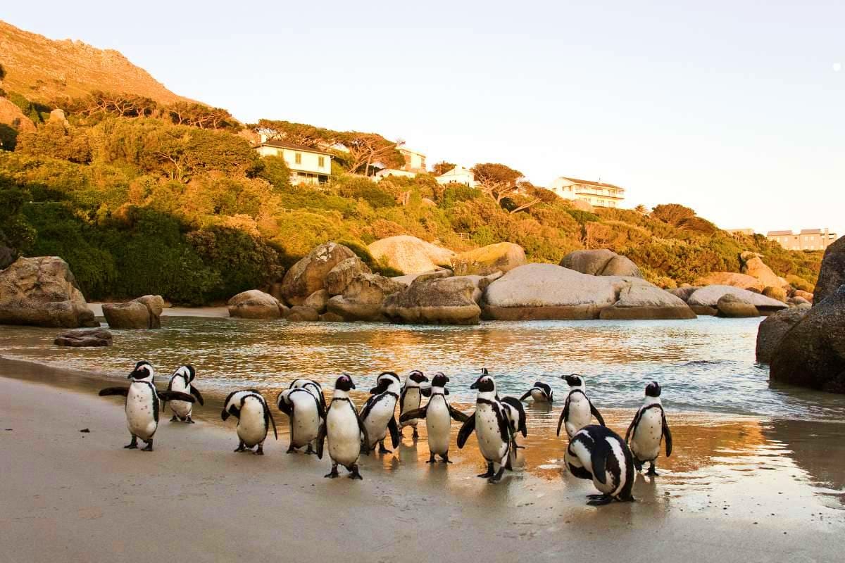 Private Cape Peninsula & Cape of Good Hope Tour Private Cape Peninsula & Cape of Good Hope Tour
