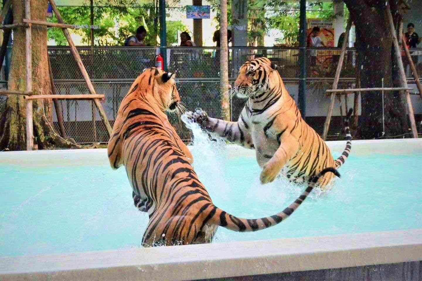Tiger Park Encounter & Alcazar Cabaret Show Tiger Park Encounter & Alcazar Cabaret Show
